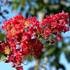 Árvore-de-júpiter Summer Charm Tuscarora - Lagerstroemia indica
