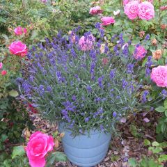 Alfazema Bleu de Gien - Lavandula angustifolia