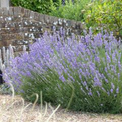 Alfazema Munstead - Lavandula angustifolia