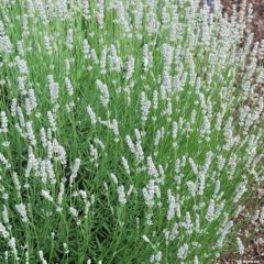 Alfazema Edelweiss - Lavandula intermedia