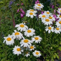 Leucanthemum Princesse d'Argent