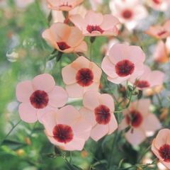 Linum grandiflorum Charmer Salmon em sementes