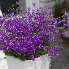 Lobélia erinus Purple Star