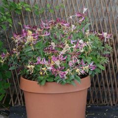 Madressilva-dos-bosques Chic et Choc - Lonicera periclymenum