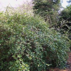 Lonicera fragrantissima