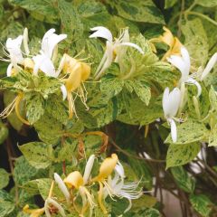 Madressilva-do-japão Mint Crisp - Lonicera japonica