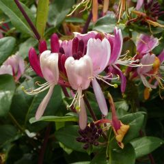 Madressilva-dos-bosques Serotina - Lonicera periclymenum