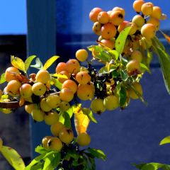 Malus Golden Hornet