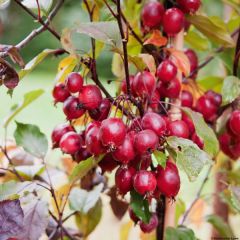 Malus Red Obelisk