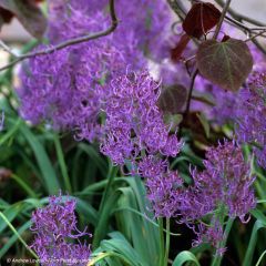 Jacinto-de-touca Plumosum - Muscari comosum