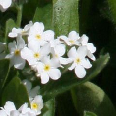 Miosótis sylvatica Snowsylva em minimottes
