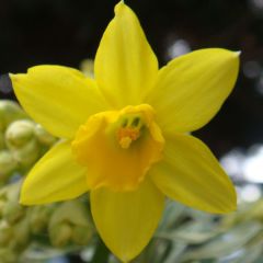 Narciso ciclamineus February Gold