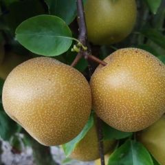 Pereira-japonesa Nijisseiki - Pyrus pyrifolia