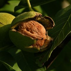 Nogueira Franquette - Juglans regia
