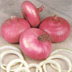 Cebola Vermelha Crioula