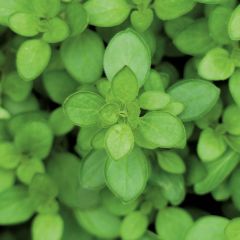 Orégão Hot and Spicy - Origanum vulgare