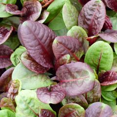 Azeda-roxa Purpurea Bio - Rumex scutatus