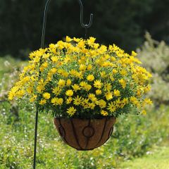 Margarida-do-cabo Voltage Yellow