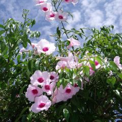 Pandorea jasminoides Rosea