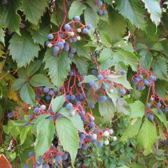Parthenocissus quinquefolia