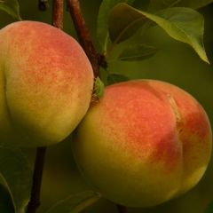 Pessegueiro Amsden - Prunus persica