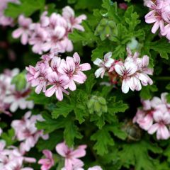 Pelargonium graveolens - Gerânio perfumado