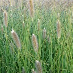 Pennisetum alopecuroides Japonicum