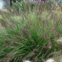 Pennisetum alopecuroides Moudry