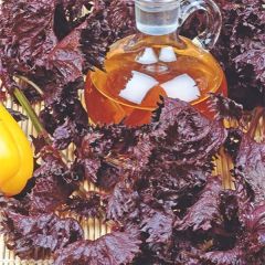 Shiso vermelho