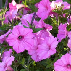 Petúnia Supertunia Vista Bubblegum