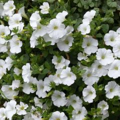 Surfinia Snow Branco
