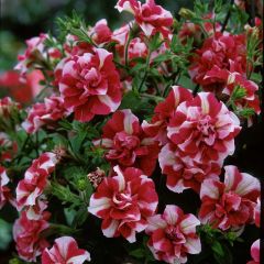 Petúnia Tumbelina Cherry Ripple