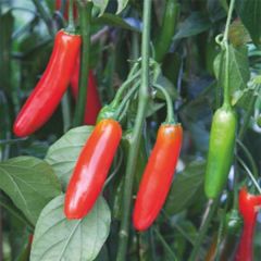 Pimento Serrano - Pimenta Mexicana Picante