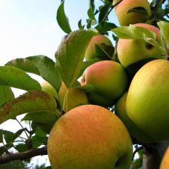 Macieira Golden Delicious - Malus domestica