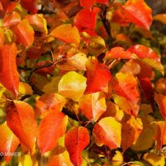 Pyrus calleryana Chanticleer