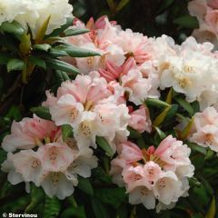 Rhododendron yakushimanum Grumpy - Rododendro Anão