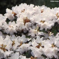 Rhododendron Dora Amateis - Rododendro Anão