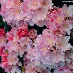 Rhododendron yakushimanum Dream Land - Rododendro Anão