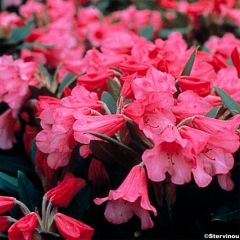 Rhododendron Winsome - Rododendro Anão