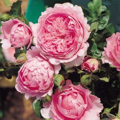 Roseira perfumada Generosa Chantal Mérieux