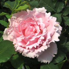 Roseira de flor grande Sophie Rochas