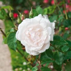 Roseira trepadeira Madame Alfred Carrière