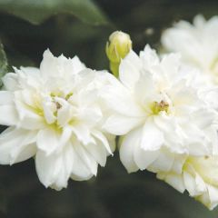 Rosa banksiae var. banksiae Alba Plena - Roseira de Banks