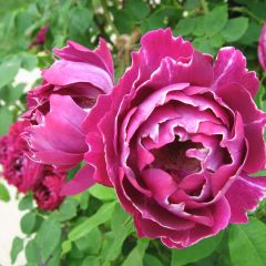 Roseira antiga Baron Girod de l'Ain