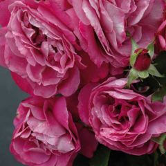 Roseira de flor grande Bossuet Aigle de Meaux