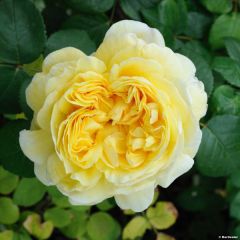 Roseira inglesa Charles Darwin