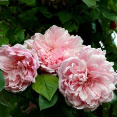 Roseira trepadeira Albertine