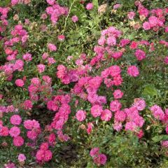 Roseira floribunda Knirps
