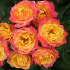 Roseira miniatura Lilliputs Little Sunset