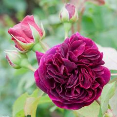 Roseira inglesa Munstead Wood